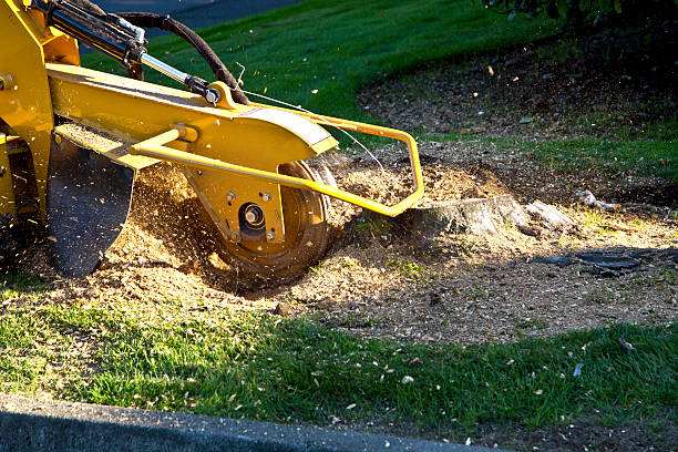 Reliable Melbourne, FL Tree Removal Solutions